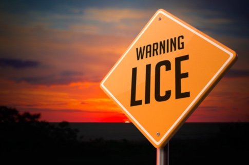 Lice Warning